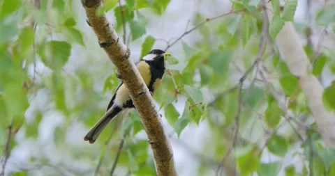 Tit bird close up Stock Footage 130593268