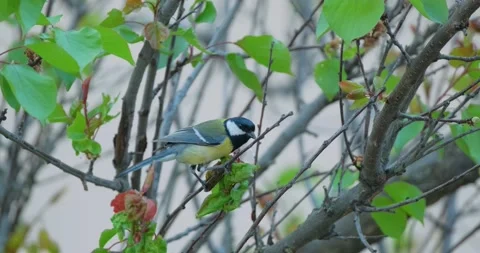 Tit bird close up Stock Footage 130593299