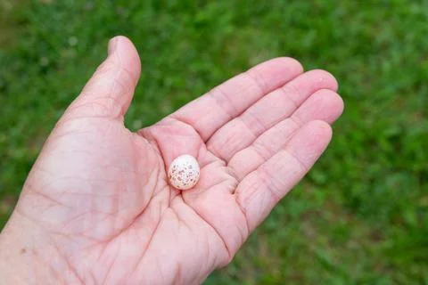 Tit bird egg in the hand. Stock Photos
