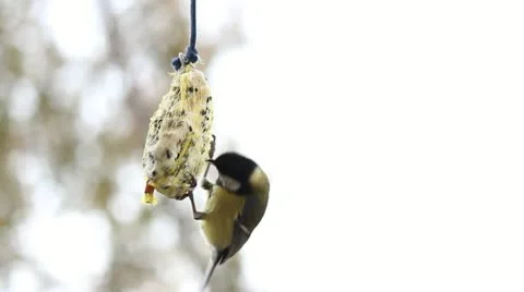 Tit on bird feeder Stock Footage 17784936