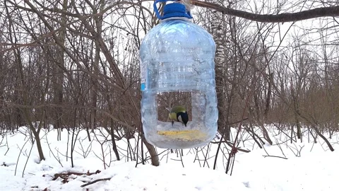 Tit bird in the feeder Stock Footage 151022956