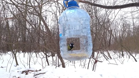 Tit bird in the feeder Stock Footage 151100057