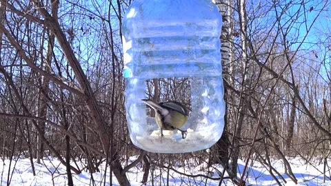 Tit bird in the feeder Stock Footage 152892414