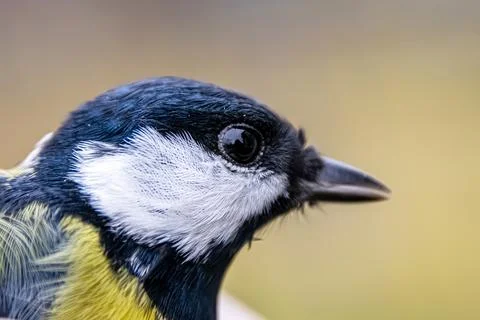 Tit bird head macro close-up Stock Photos