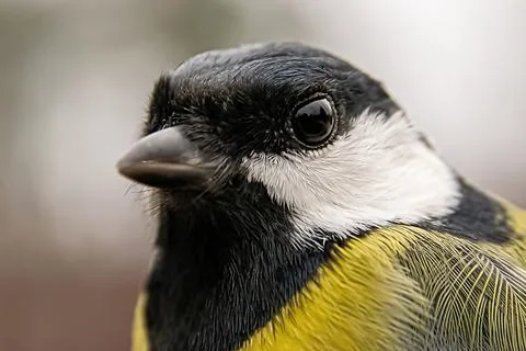 Tit bird head macro close-up Stock Photos