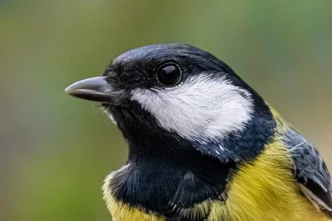 Tit bird head macro close-up Stock Photos