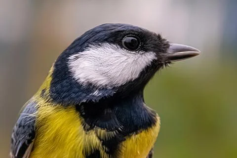 Tit bird head macro close-up Stock Photos