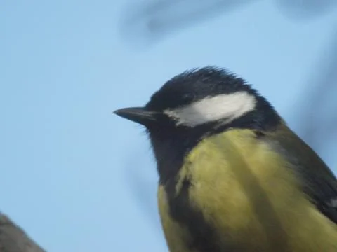 Tit bird look Stock Photos