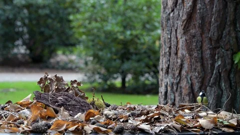Tit bird looking for food Video stock 117849150