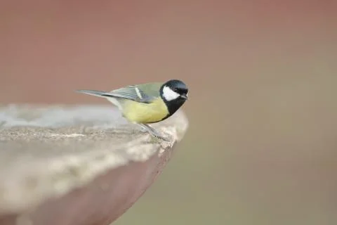 Tit bird Stock Photos