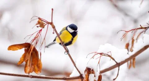 Tit bird sits on a maple branch on a winter day close-up Stock Photos