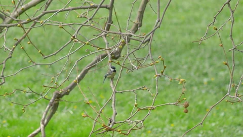 Tit bird sits on the tree during springtime in 4k slow motion 60fps Stock Footage 152723532