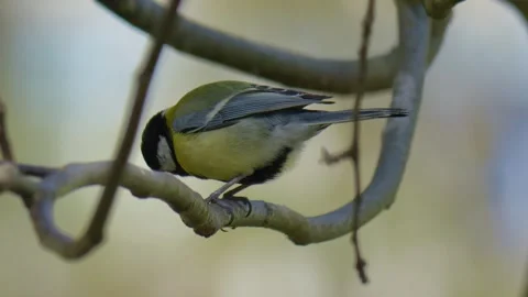 Tit bird sitting on a tree branch against the background of a forest. Parus Stock Footage 306547186