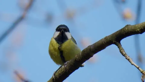 Tit bird sitting on a tree branch against a blue sky in spring. Parus major Stock Footage 306547223