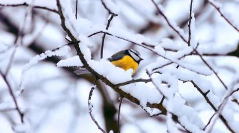 Tit bird on a tree branch in winter Stock Photos