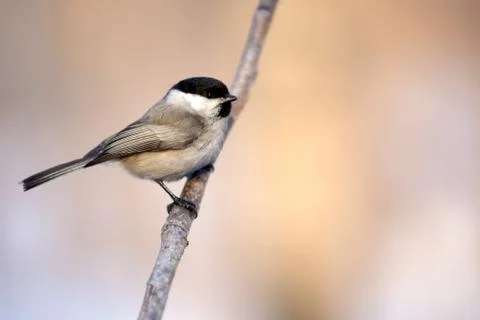 Tit on a branch close. Stock-Fotos
