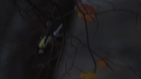 Tit on a branch 스톡 동영상 43998084