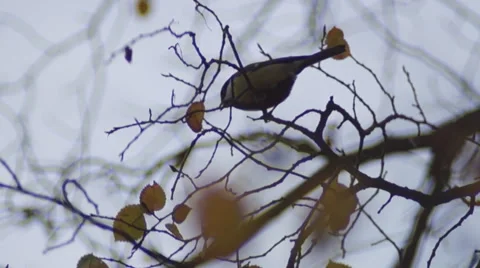 Tit on a branch 스톡 동영상 44100463