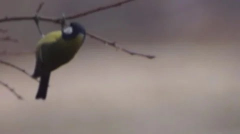 Tit on a branch 스톡 동영상 45450578
