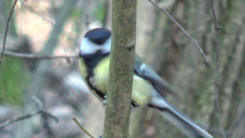 Tit on a branch, forest Stock-Footage 127586179