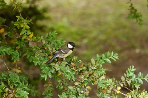 Tit on a branch Stock Photos
