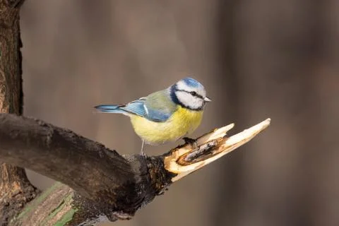 Tit on a branch Stock Photos