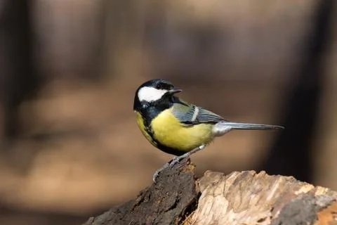 Tit on a branch Stock Photos