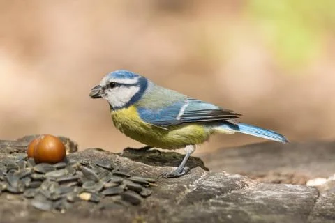 Tit on a branch Stock Photos