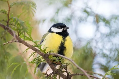 Tit on a branch Stock Photos
