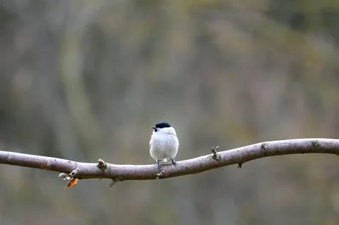 A tit on a branch Stock Photos