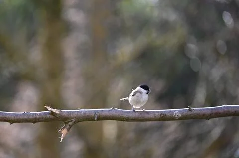 A tit on a branch Stock Photos