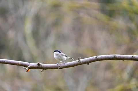 A tit on a branch Stock Photos