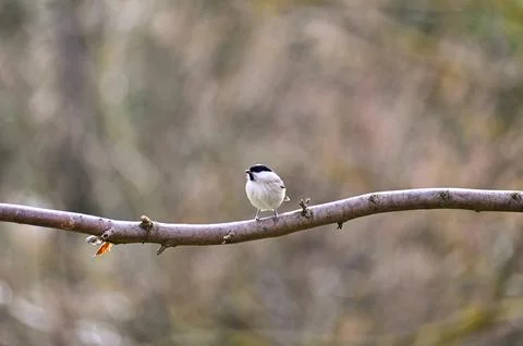 A tit on a branch Stock Photos