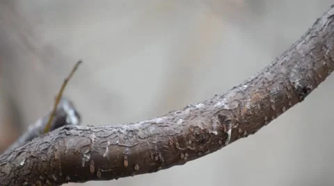 Tit on a branch in the rain Stock Footage 62489434