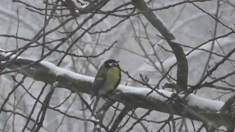 Tit on branch, snowfall 스톡 동영상 84330239