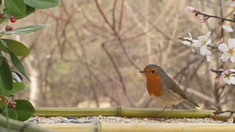 A tit chases a robin away from the feeder. Close-up. Stock Footage 345905660