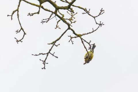 A tit  is chirping in a tree Stock Photos