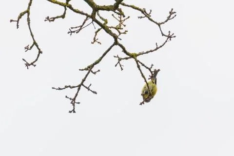 A tit  is chirping in a tree Stock Photos