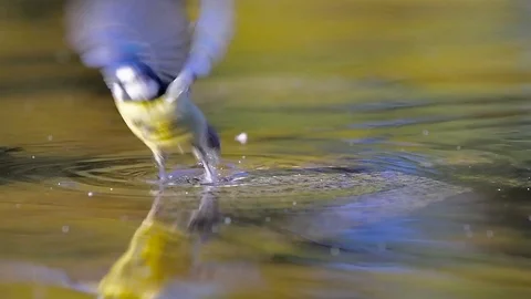 Tit with drink and bathe Stock Footage 88793087