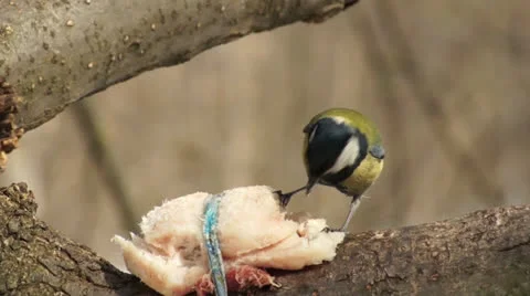 Tit, eagerly eateth the fat that is tied to a tree Video stock 22680130