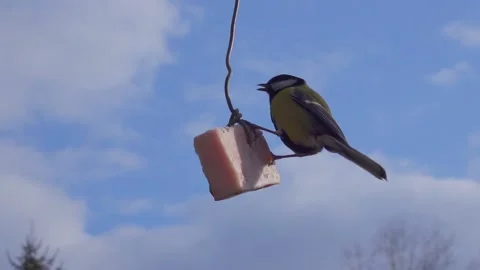 Tit eating bacon. Stock Footage 151229038