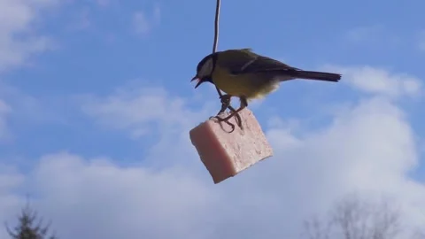 Tit eating bacon. Stock Footage 151229043