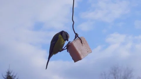 Tit eating bacon. Stock Footage 151229055