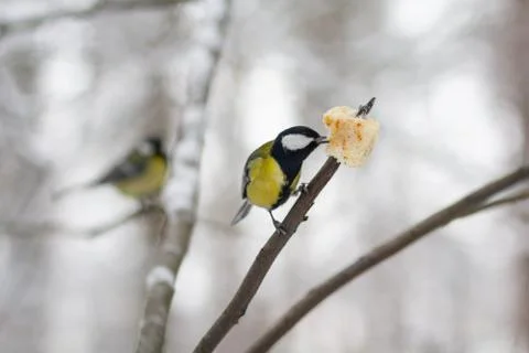 Tit eating bread on a branch in a winter park. Bird Stock Photos