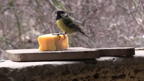 Tit is eating cheese 動画素材 85002063