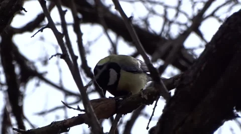 Tit eating a nut Video stock 48317289