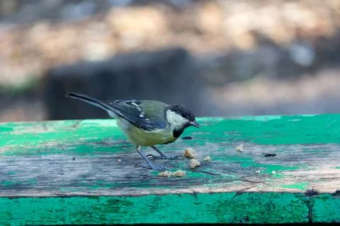 Tit eats bread on a park bench Stock Photos
