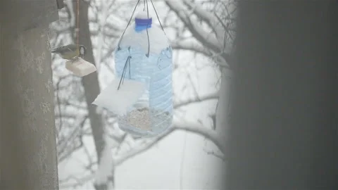 Tit eats fat in the winter. Bird feeders. Winter time. Slow motion. wild nature Stock Footage 119908994
