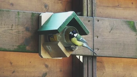 Tit eats fat in the winter. Stock Footage 96190882