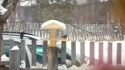 Tit eats from the feeder in winter Stock Footage 101063448
